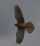 kestrel / torenvalk