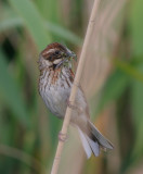 reed bunting / rietgors