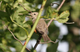 garden warbler /  tuinfluiter, Westkapelle