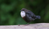 (red-bellied) dipper / (roodbuik) waterspreeuw