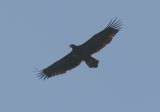 white-tailed eagle / zeearend, Hoogelande