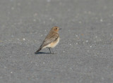 pied wheatear / bonte tapuit