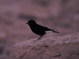 white crowned black wheatear / witkaptapuit, Israel 1994