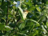 melodious warbler / orpheusspotvogel, Arnemuiden
