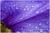 drops on petal