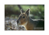 Mara - Patagonian Maras (Dolichotis patagonum)