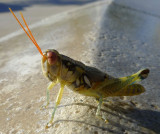 grasshopper.jpg