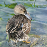 diego_duck_oct2010.jpg