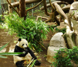 zoo_panda_oct2010.jpg