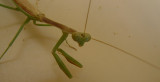 mantis1.jpg