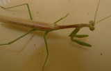 mantis2.jpg