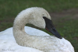 Trumpeter swan up close