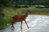 On Arran - Lochranza