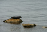 Seal beaching