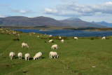 On the Isle of Mull