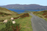 On the Isle of Mull