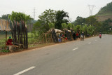 Sugar Cane
