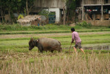 Mai Chau - Lac