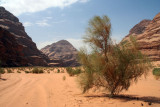 Wadi Rum