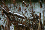 IMG_7459.JPG