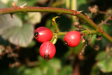 IMG_7465.JPG