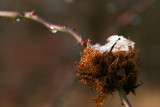 IMG_7467.JPG