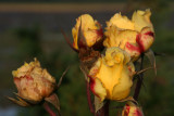 IMG_7505.JPG