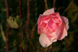 IMG_7508.JPG