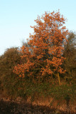 IMG_7553.JPG