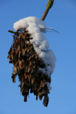 IMG_7659.JPG