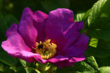 IMG_7781.JPG