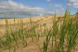 Arburd Sands
