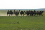 Driving the camels