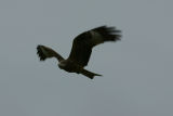 IMG_9584.JPG
