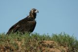 IMG_9836.JPG