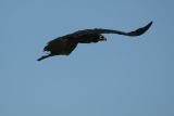 IMG_9845.JPG