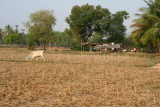 IMG_6594.JPG