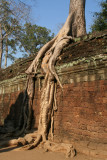 Ta Prohm