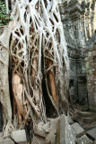 Ta Prohm