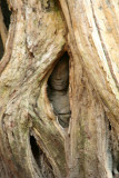 Ta Prohm