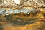 Kbal Spean