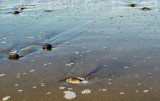receeding foam