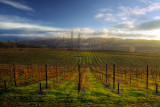 Vineyard in Winter