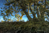 Tree with Wattles