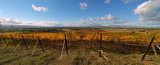 Vineyard in Autumn I