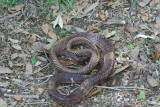 Eastern Coachwhip