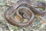 Eastern Coachwhip
