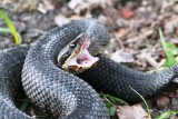 Cottonmouth
