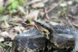 Cottonmouth