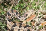 Canebrake Rattlesnake